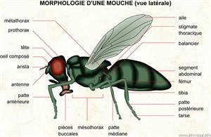 Mouche (Dictionnaire Visuel)