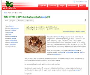 Rana toro de la selva (Leptodactylus pentadactylus)