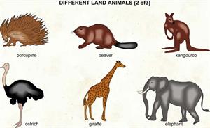 Land animals  (Visual Dictionary)