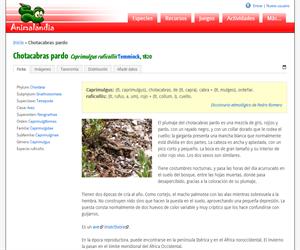 Chotacabras pardo (Caprimulgus ruficollis)