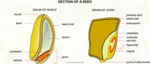 Seed  (Visual Dictionary)