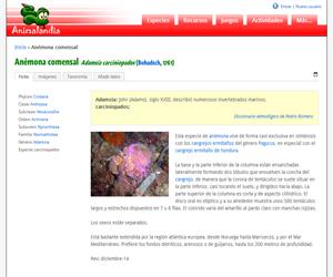 Anémona comensal (Adamsia carciniopados)