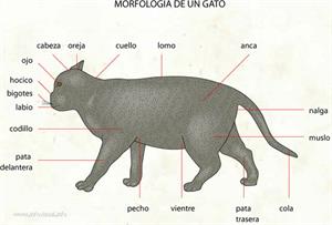 Gato (Diccionario visual)