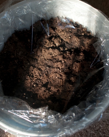 Testing Soil from an Abandoned Field for Future Secondary Succession
