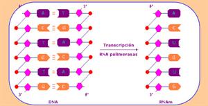 Estructura del ARN (Educarchile)