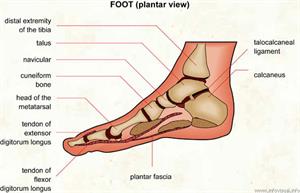 Foot  (Visual Dictionary)