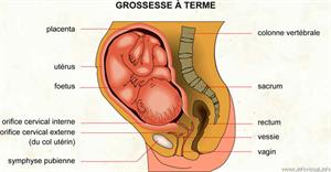 Grossesse (Dictionnaire Visuel)