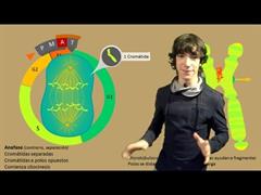 Mitosis Paso a Paso (FlipYourLearning)