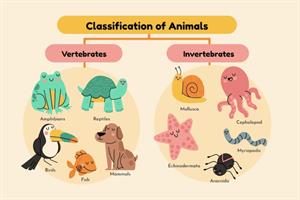 La clasificación de los animales