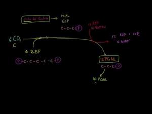 Fotosíntesis ciclo de calvin (Khan Academy Español)