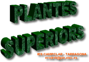 Plantes superiors