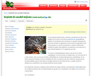 Serpiente de cascabel mejicana (Crotalus basiliscus)