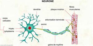 Neurone (Dictionnaire Visuel)