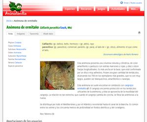 Anémona de ermitaño (Calliactis parasitica)