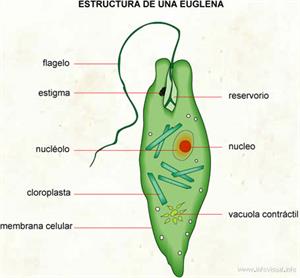 Euglena (Diccionario visual)