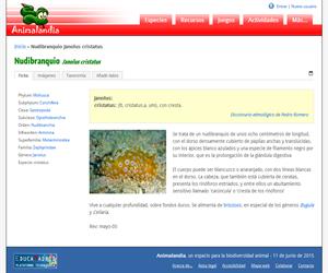 Nudibranquio Janolus cristatus (Janolus cristatus)