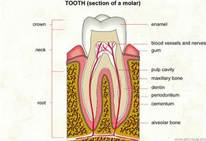 Tooth  (Visual Dictionary)
