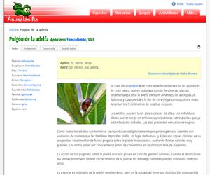 Pulgón de la adelfa (Aphis nerii)