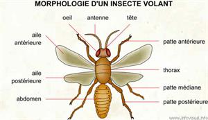 Insecte (Dictionnaire Visuel)