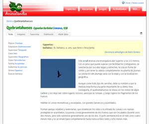 Quebrantahuesos (Gypaetus barbatus )