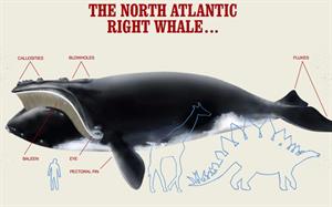 Historia de una ballena (Ballena Franca del Atlántico Norte)