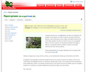 Piquero peruano (Sula variegata)