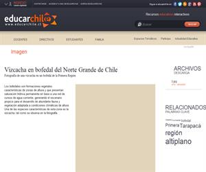 Vizcacha en bofedal del Norte Grande de Chile (Educarchile)