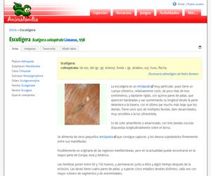 Escutigera (Scutigera coleoptrata )
