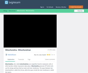 Mitochandria - Mitochondrion