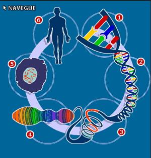 Understanding the Human Genome Project. El Proyecto Genoma Humano