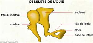 Osselets de l'ouie (Dictionnaire Visuel)