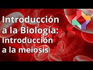 Introducción a la meiosis