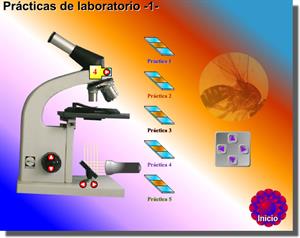 Microscopio virtual para tus prácticas de Ciencias