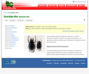 Escarabajo atlas (Chalcosoma atlas)