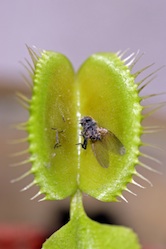 How Do Carnivorous Plants Digest Insects?