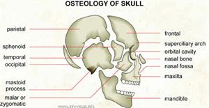 Osteology of skull  (Visual Dictionary)