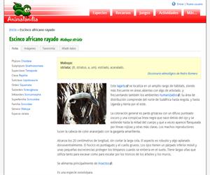 Escinco africano rayado (Mabuya striata)