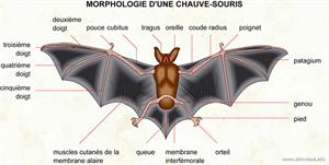Chauve-souris (Dictionnaire Visuel)