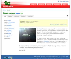Macabí (Albula vulpes )
