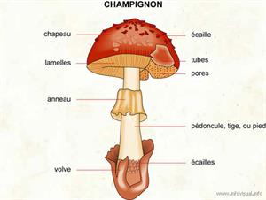 Champignon (Dictionnaire Visuel)