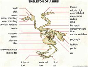 Skeleton of a bird  (Visual Dictionary)