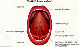 Tongue  (Visual Dictionary)