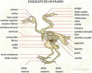 Esqueleto de un pájaro (Diccionario visual)