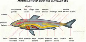 Anatomia interna de un pez cartilaginoso (Diccionario visual)