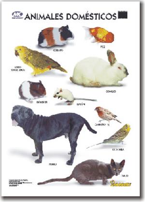 Crucigrama de Animales Domésticos (palabras amigas)