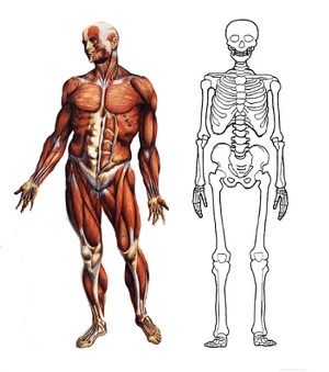 Òssos i músculs