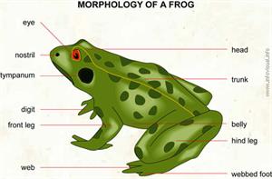 Frog  (Visual Dictionary)