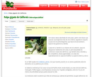 Pulpo gigante de California (Enteroctopus dolfeini)