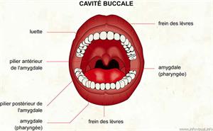 Cavité buccale (Dictionnaire Visuel)