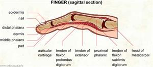 Finger  (Visual Dictionary)